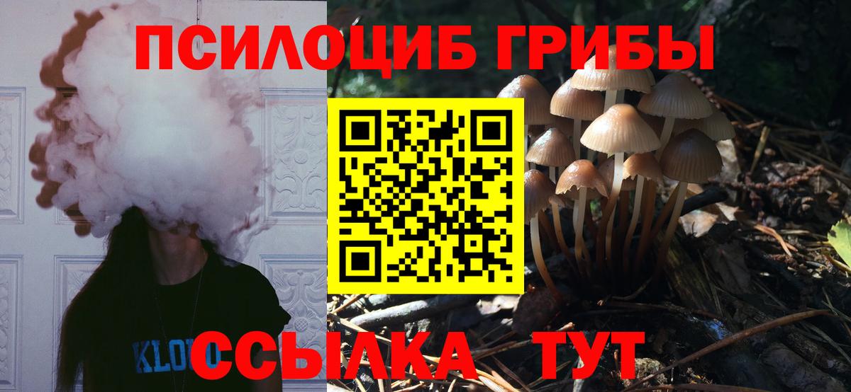 Псилоцибиновые грибы Psilocybine cubensis Новошахтинск